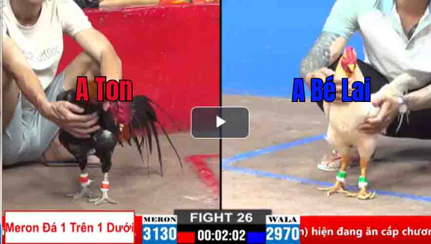Trận 26 CPC2 28/03/2025 - Xem Thường Bướm Chân Cua Và Cái Kết