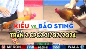 Trận 2 CPC2 31/07/2024 A Kiều 2750g vs Bảo Sting 2550g Đỏ A7 Xổ 30 gà bảo nhẹ hơn nhưng đá trên chân đối thủ và chiến thắng dễ dàng