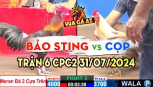 Trận 6 CPC2 31/07/2024 Bảo Sting 4000g vs A Cọp 3700g Đồng Xổ 30 gà úa đá đá gà bảo sting 1 cặp ngực nặng ói bỏ chạy