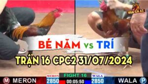 Trận 16 CPC2 31/07/2024 A Bé Năm 2850g vs A Trí 2850g Đồng Xổ 50 2 con đều hay nhưng gà xanh đâm hơn gà đỏ bỏ chạy