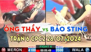 Trận 6 CPC2 28/07/2024 A Thầy 4100g vs Bảo Sting 3500g Đỏ A7 Xổ 100 Bảo Sting lật kèo gà đỏ bỏ chạy.bảo quá đẳng cấp