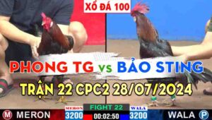 Trận 22 CPC2 28/07/2024 A Phong TG 3300g vs Bảo Sting 3200g Đồng Xổ 100 Gà Bảo Sting đá mấy cái gà đỏ hư hết 2 chân quá gê gớm.