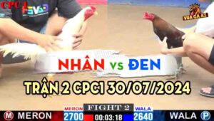 Trận 2 CPC1 30/07/2024 A Nhân 2700g vs A Den 2640g Đỏ A9 Xổ 30 Gà điều xanh đá đâm banh ngực gà bướm,gà bướm xỉu tại chỗ