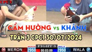 Trận 3 CPC1 30/07/2024 Cẩm Hường 2950g vs A Khánh 2950g Đồng Xổ 30 gà que chiến đấu kiên cường tới phút cuối nhưng vẫn thua gà bướm.