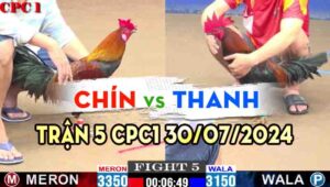 Trận 5 CPC2 30/07/2024 A Chín 3350g vs A Thanh 3150g Đỏ A8 Xổ 30 gà que chân xanh đá đâm nát người gà điều a Chín