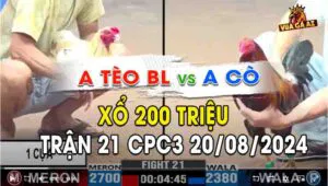 Trận 21 CPC3 20/08/2024 A Tèo 2700g vs A Toàn 2380g Đỏ 1 Cựa Xanh Ăn 7 Trận đấu giằng co lợi thế liên tục thay phiên nhau giành cho cả 2 bên