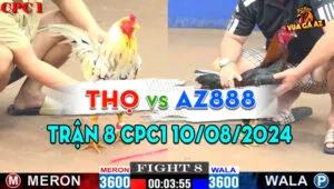 Trận 8 CPC1 10/08/2024 A Thọ 3600g vs AZ888 3600g Đồng Xổ 30 gà a thọ quá lì nhưng vẫn thua vì gà Az888 quá đâm