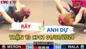 Trận 13 CPC1 01/08/2024 A Rây 2940g vs A Dự BL 2800g  Đỏ A9 Xổ 30 gà a dự nhanh nhen và lì đòn hơn ,gà đỏ bị đâm bỏ chạy.