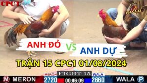 Trận 15 CPC1 01/08/2024 A Đỏ 2720g vs A Dự BL 2660g Đỏ A9 Xổ 30 gà a dự đá chân nghiệt gà đỏ giãy chết tại chỗ