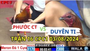 Trận 16 CPC1 03/08/2024 A Phước CT 3170g vs A Duyên TI 2300g Đồng Xổ 500 Đỏ 1 Cựa gà a phước xuất sắc đánh bại duyên ti để có trận thắng