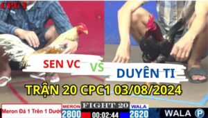 Trận 20 CPC1 03/08/2024 A Sen VC 2800g vs A Duyên Ti 2620g Đồng Xổ 500 Đỏ Cây Trên Dưới gà duyên ti khôn khéo đá bít cửa gà a sen vĩnh